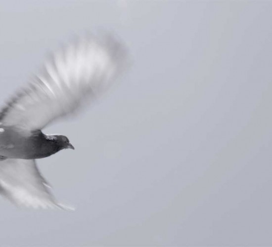 bird2