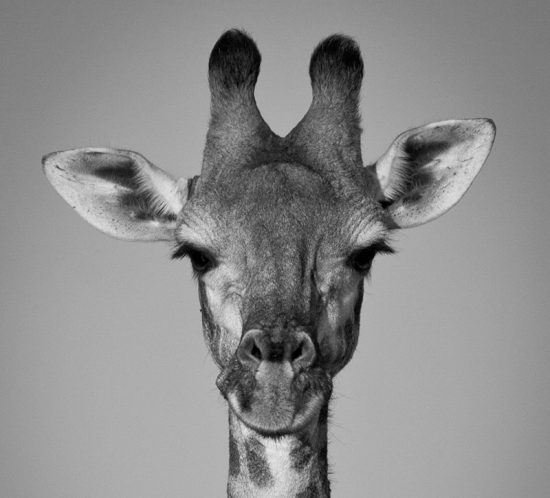 thinkteam-isimangaliso