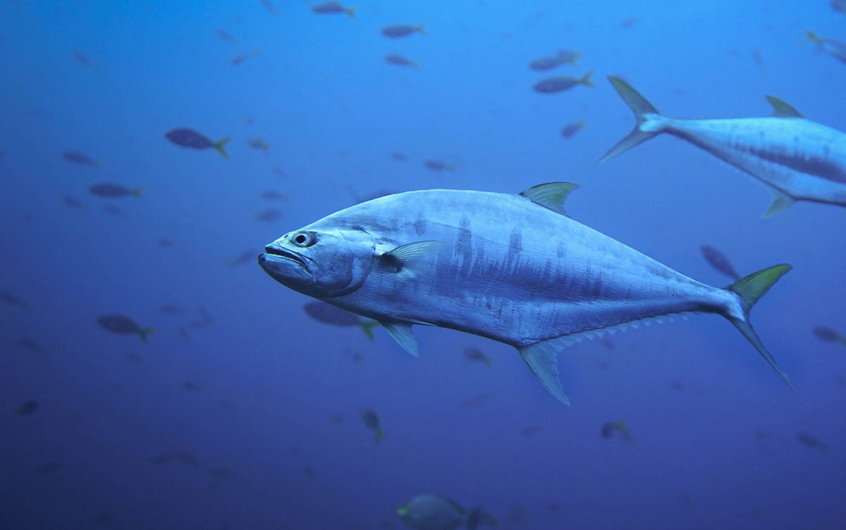A tuna swimming in open blue water