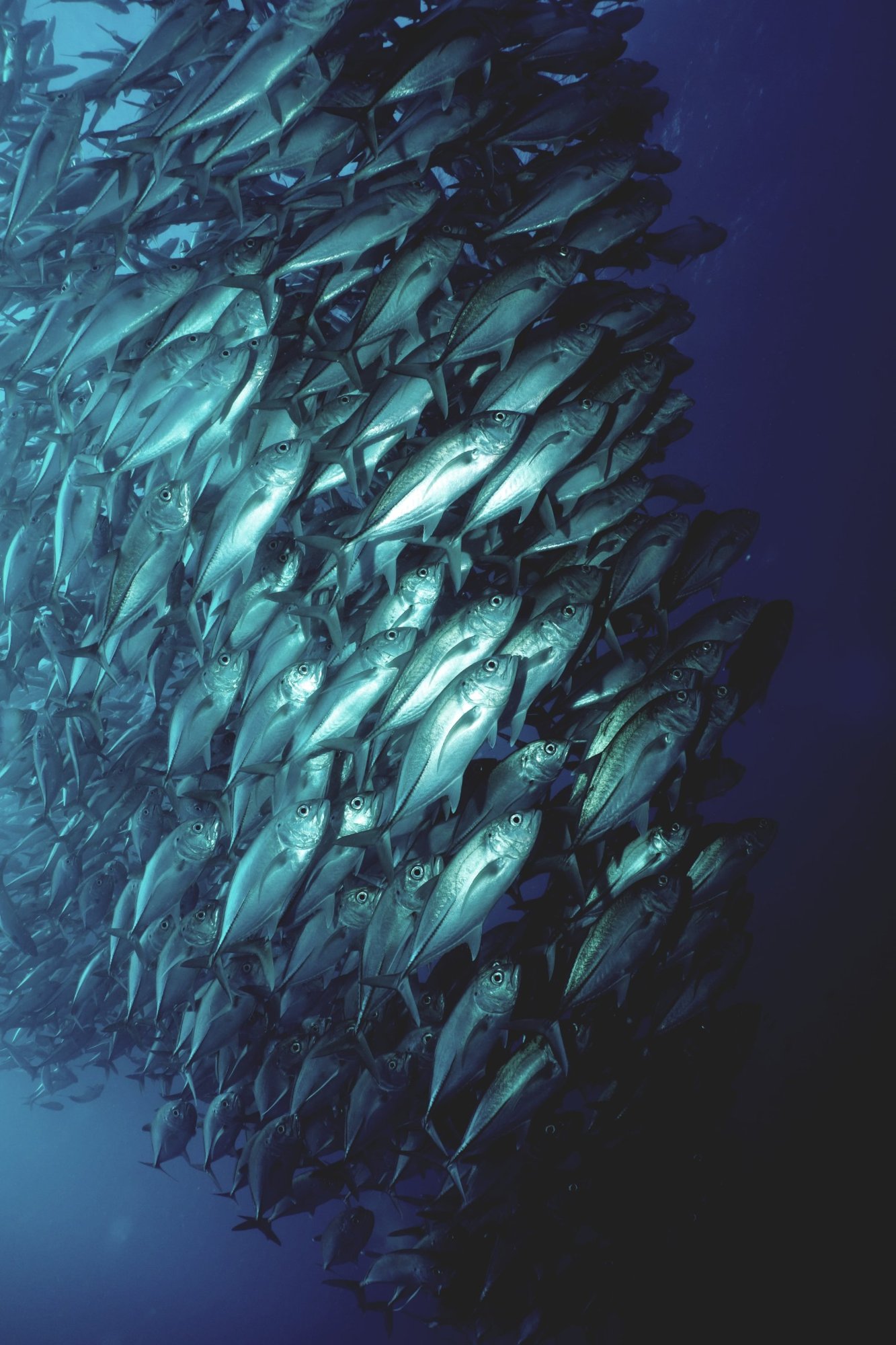 A dense shoal of fish turning in deep water