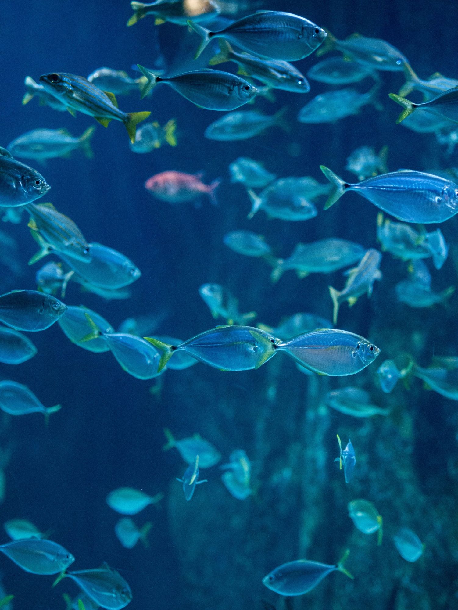 A school of silver fish in deep blue water