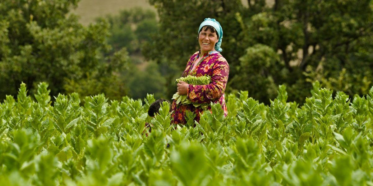 A woman picking leaves in a green tea field