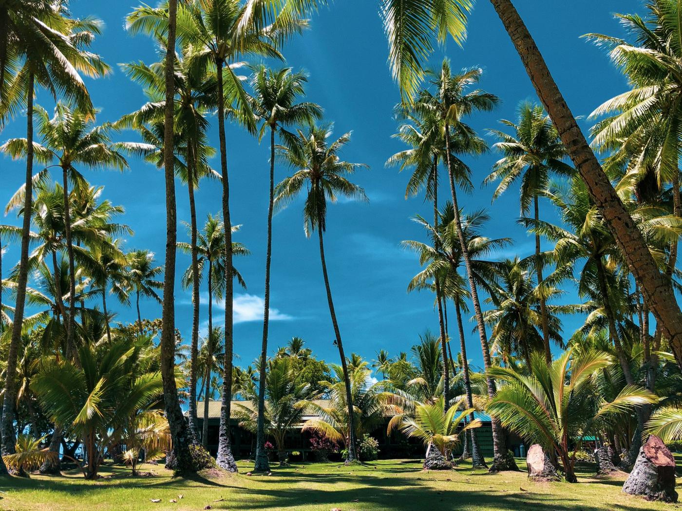 A palm grove in front of a low building
