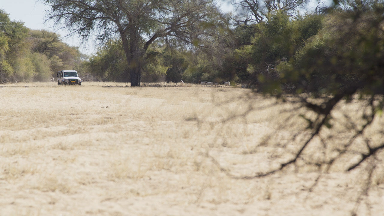Open rangeland after bush thinning, with a vehicle in the distance