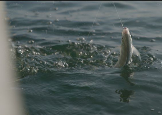 A fish caught on a line