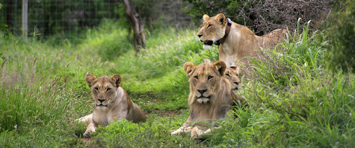 Thinkteam Isimangaliso
